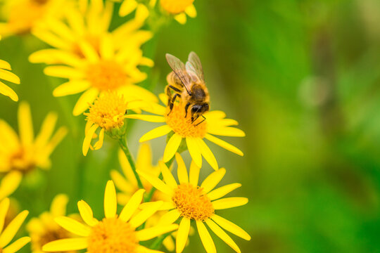 Biene auf Blume Honigbiene flottes Bienchen flei&szlig;ig Pollen sammeln Nektar Super Close Up Makro