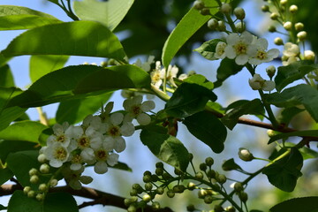 Beautiful branch of blooming cherry tree close-up