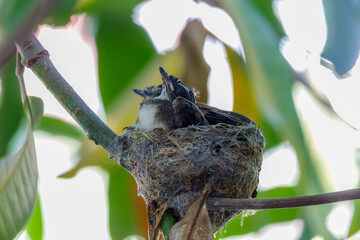 Two baby birds open their mouths for food.