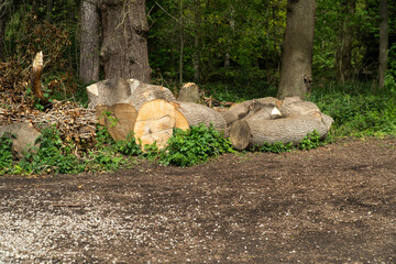 Large tree cut down for logs