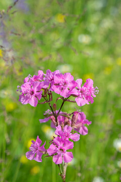 Pink sticky catchfly flower (Silene viscaria, Viscaria vulgaris) on meadow. Soft green meadow bokeh background.