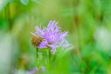 Blume bokeh lila violett Wiese Garten Natur Sommer - 439067435