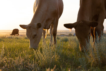 Two Cows in sunset eating grass