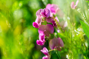 Orchidee Rosa Wiese Blumen Sonne Sommer Bokeh - 439067480