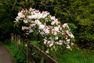 White Rhododendron bush in full bloom
