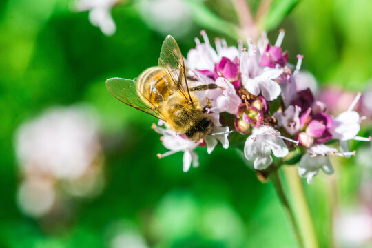 Biene auf Blume Honigbiene flottes Bienchen flei&szlig;ig Pollen sammeln Nektar Super Close Up Makro