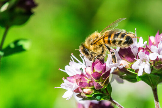 Biene auf Blume Honigbiene flottes Bienchen flei&szlig;ig Pollen sammeln Nektar Super Close Up Makro