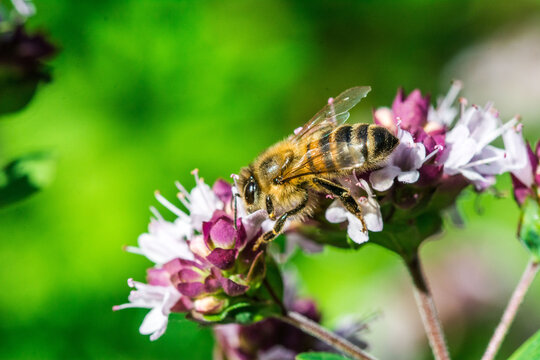 Biene auf Blume Honigbiene flottes Bienchen flei&szlig;ig Pollen sammeln Nektar Super Close Up Makro