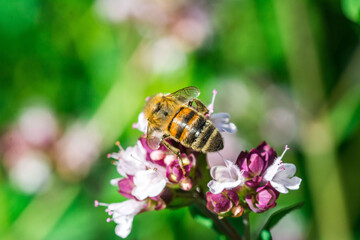 Biene auf Blume Honigbiene sammelt Nektar Blütenpollen Sommer fleißig super close up makro nature