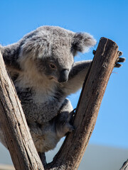 A koala looking down from a tree branch.
