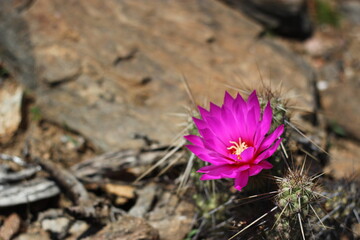 Flor de Cactus en el desierto sudcaliforniano