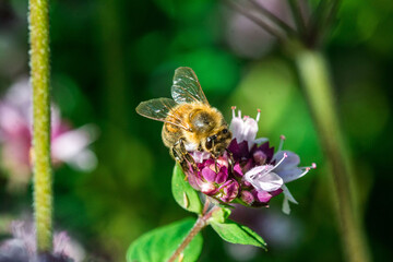 Biene auf Blume Honigbiene sammelt Nektar Blütenpollen Sommer fleißig super close up makro nature - 439067846
