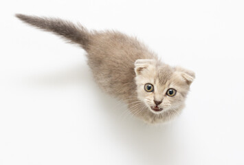 gray fluffy small kitten sits on a white floor and looks up