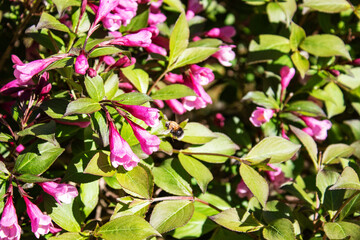 Obraz premium beautiful red hibiscus flower isolated on white background