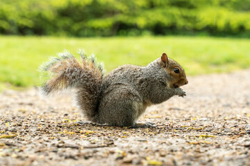 Common grey squirrel on the ground