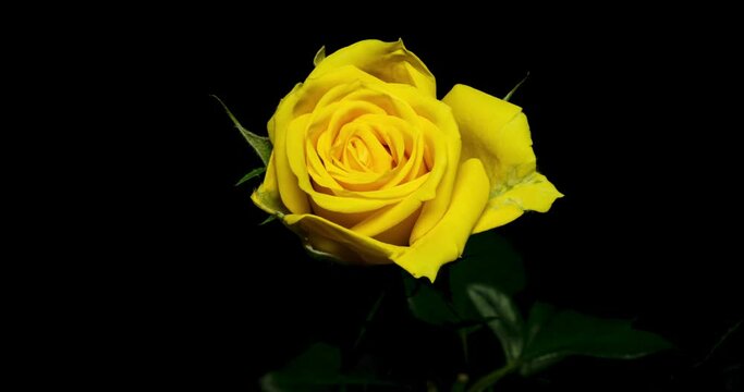 薔薇の開花タイムラプス