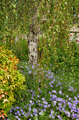 Fototapeta premium A section of the park with birch and bindweed flowers.