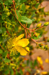 Medicinal plant St. John's wort.