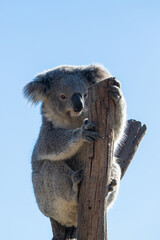 One koala on tree branch in a sunny day. © AlexandraDaryl