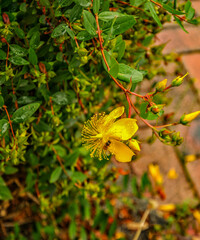 Medicinal plant St. John's wort.