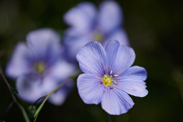 Blue flax flowers against the background of a green meadow on a summer day in a calm, cool tones, low contrast close-up photography.