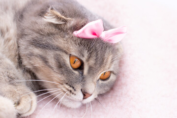 Scottish fold cat with a pink bow portrait