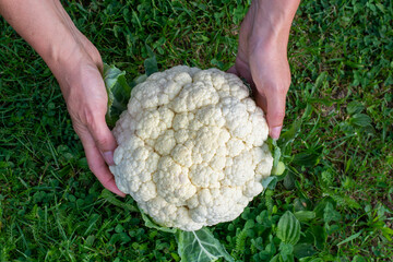 Women's hands holding freshly picked cauliflower (Brassica oleracea)in the greenhouse.