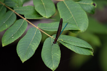 葉っぱに止まっている糸とんぼ