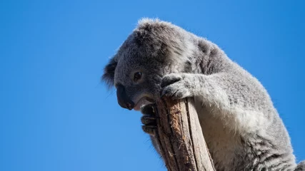 Fotobehang A koala on the top of tree branch. © AlexandraDaryl