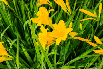 Obraz premium Two flowers of daffodils or narcissi in bloom, with pale yellow petals and a darker yellow trumpet or corona. Narcissus pseudonarcissus. More daffodils in the background.