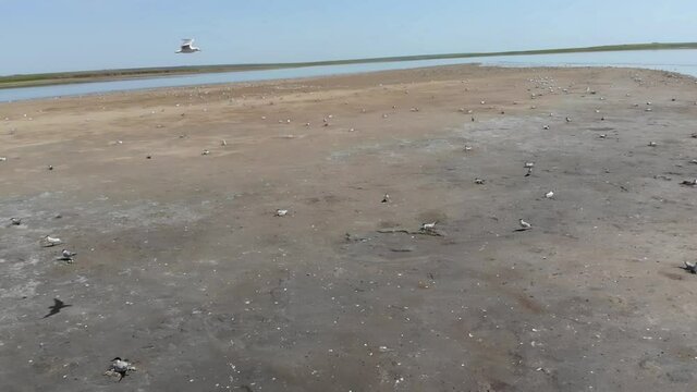 Kalmykia, Lake Manych. Waterfowl nesting grounds. 