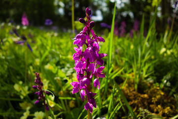 yellow primrose and early purple orchid flowers on a Devon bank with trees in the background