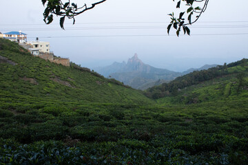View of rangaswamy peek in kodanadu tea estate in the early morning. clouds passing or touching top of the peek or mountain in kodanadu