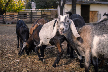 anglo nubian goat on farm