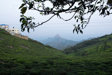 Obraz na płótnie Canvas View of rangaswamy peek in kodanadu tea estate in the early morning. clouds passing or touching top of the peek or mountain in kodanadu