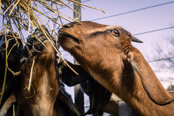 anglo nubian goat on farm