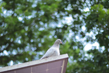 pigeon on the branch