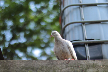 pigeon on a fence