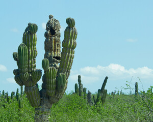 cactus maldito
