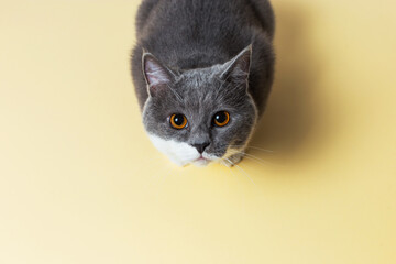 A beautiful gray cat sitting against a yellow background, tamplate. Copy space.