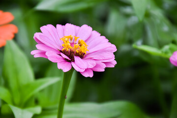 Obraz premium Zinnia flowers with blurred background.
