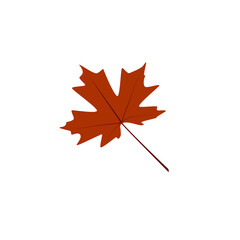 One red-maroon maple leaf isolated on a white background. The beauty of nature