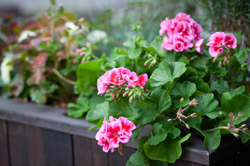 Floral arrangement with pink geraniums. 