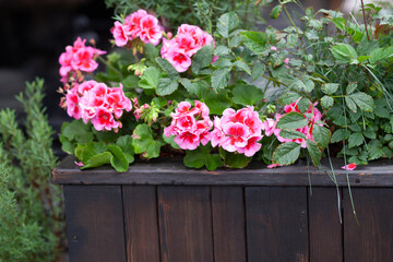 Floral arrangement with pink geraniums. 