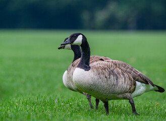 Kanadagans (Branta canadensis) auf einer Wiese