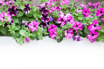  blossom, summer, garden, flower, background, blue flowers, pink flowers, flower arrangementa wooden box.