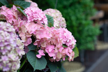 Fototapeta premium Pink hydrangea flowers in a pot.