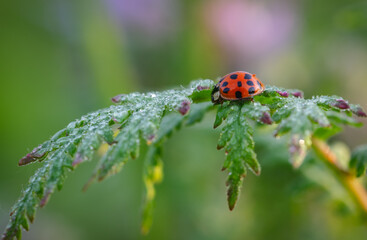 Marienkäfer (Coccinellidae) auf einer Pflanze