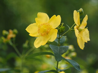 鮮やかな黄色のヒペリカム・ヒドコート