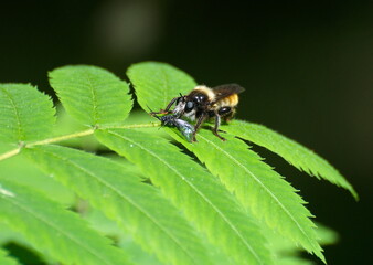 The insect wasp-fly (Asilus ) sits on the leaves of mountain ash on a sunny morning. Moscow region. Russia.